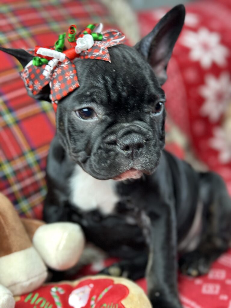 Dutchess | Brindle French Bulldog Female | The Loving-One
