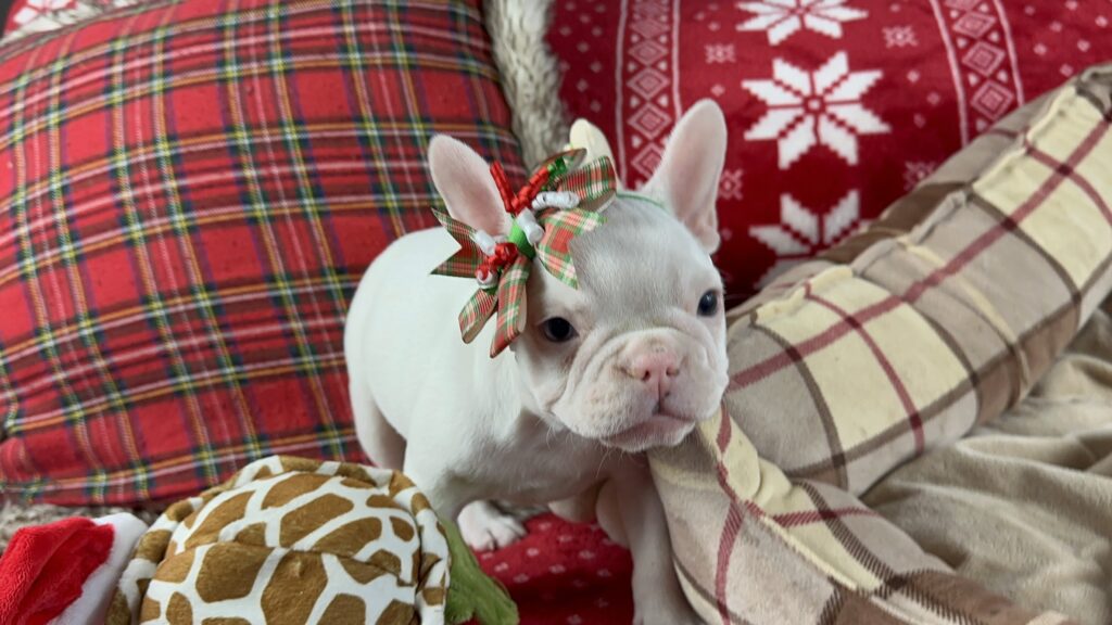 Diamond | White French Bulldog Female | The Loving-One