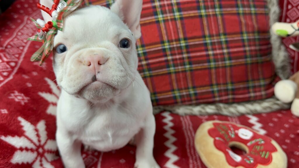 Diamond | White French Bulldog Female | The Loving-One