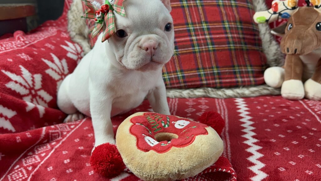 Diamond | White French Bulldog Female | The Loving-One