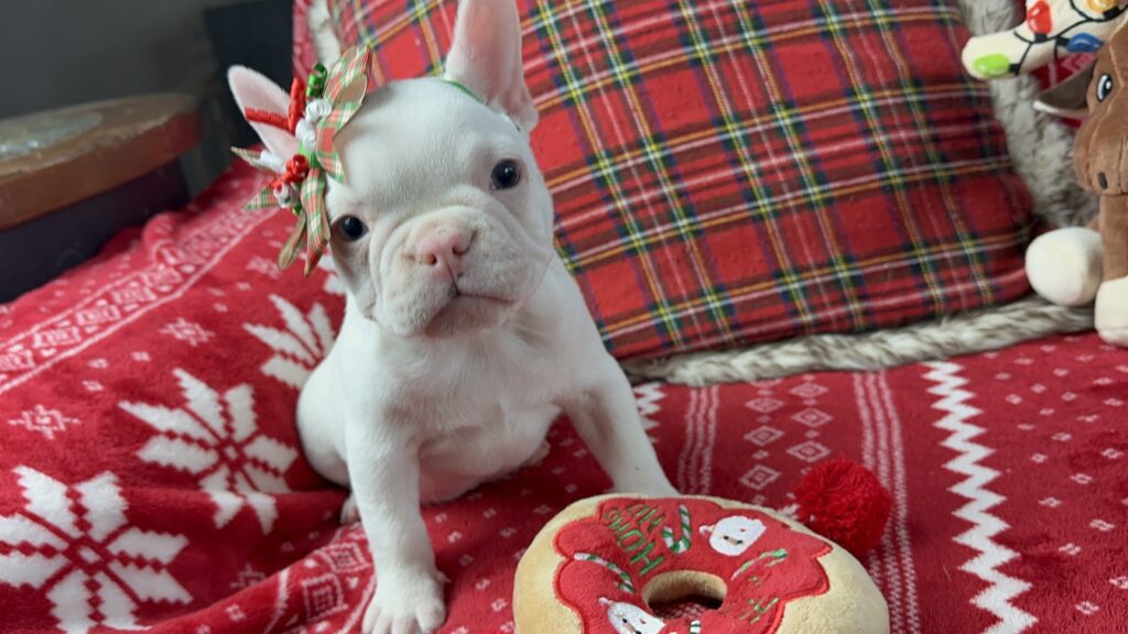 Diamond | White French Bulldog Female | The Loving-One