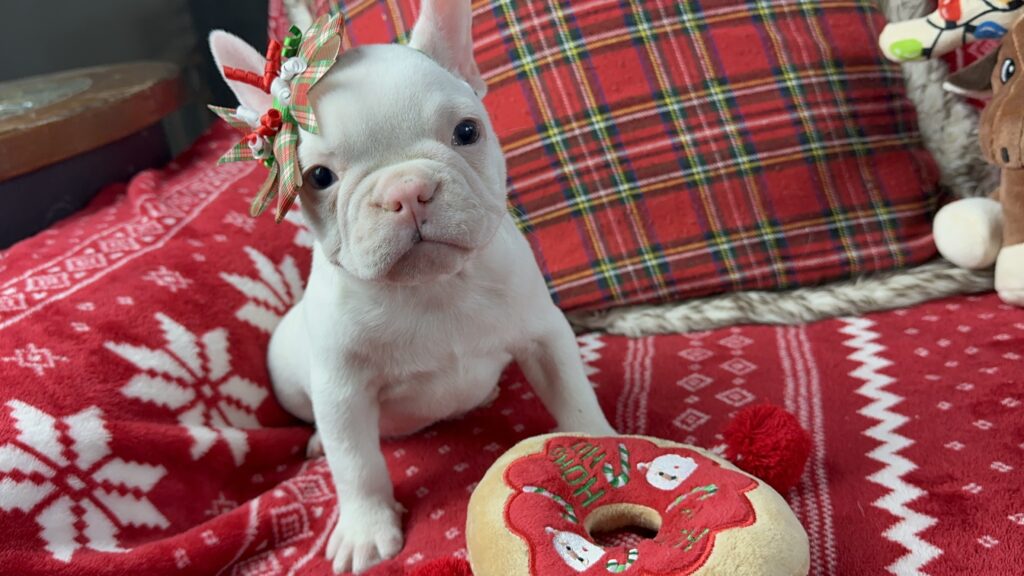 Diamond | White French Bulldog Female | The Loving-One