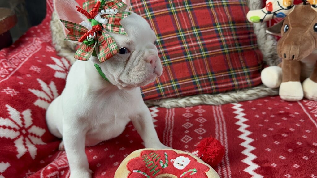 Diamond | White French Bulldog Female | The Loving-One