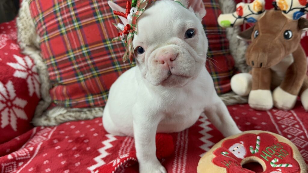 Diamond | White French Bulldog Female | The Loving-One
