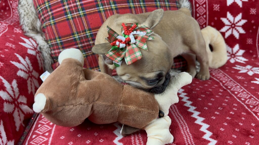 Dolly | Fawn French Bulldog Female | The Loving-One