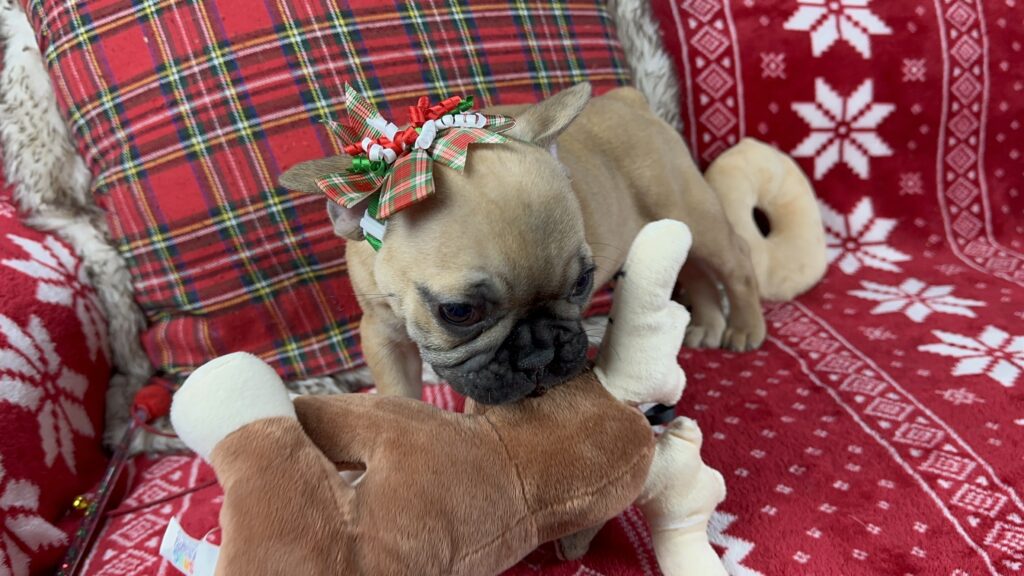 Dolly | Fawn French Bulldog Female | The Loving-One