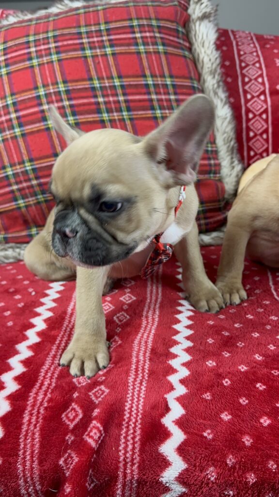 Diesel | Fawn French Bulldog Male | The Loving-One