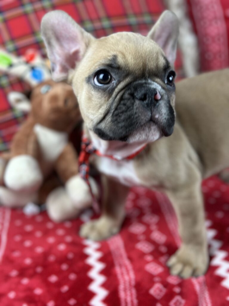 Diesel | Fawn French Bulldog Male | The Loving-One