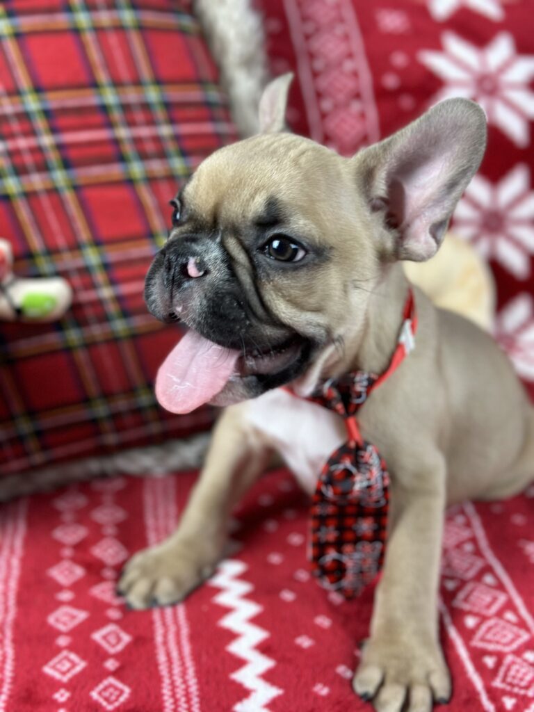Diesel | Fawn French Bulldog Male | The Loving-One