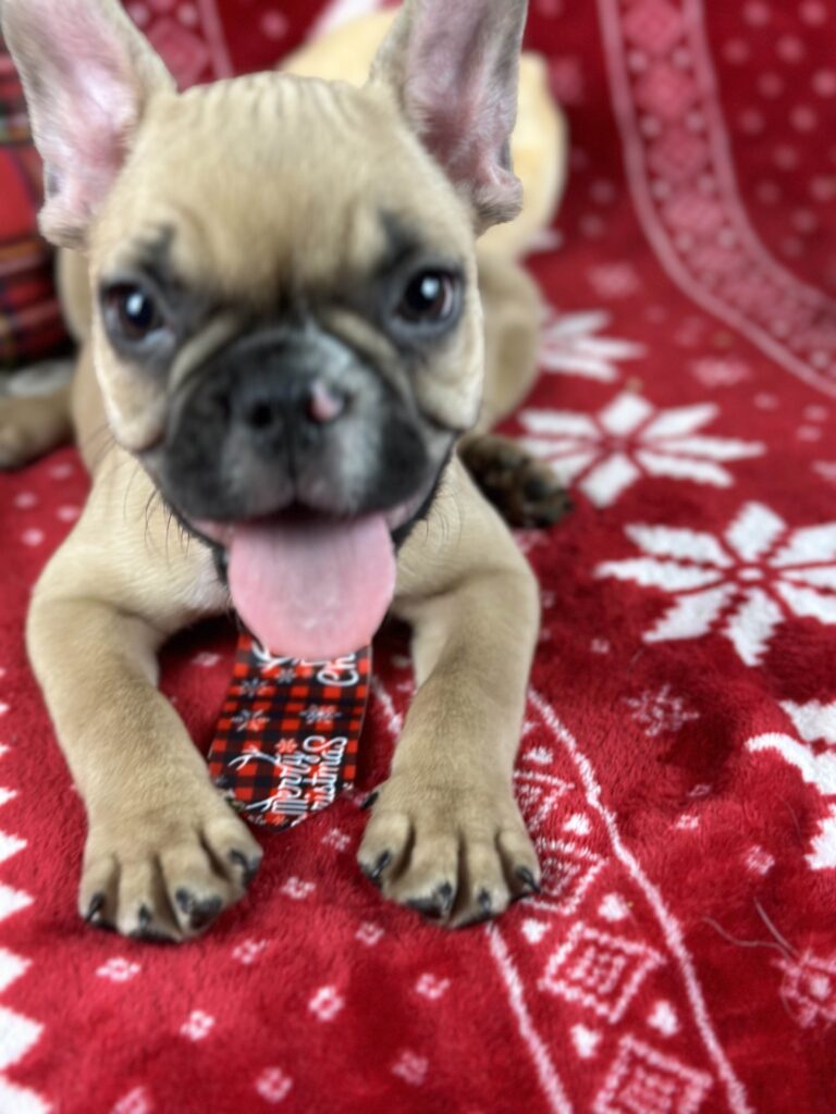 Diesel | Fawn French Bulldog Male | The Loving-One