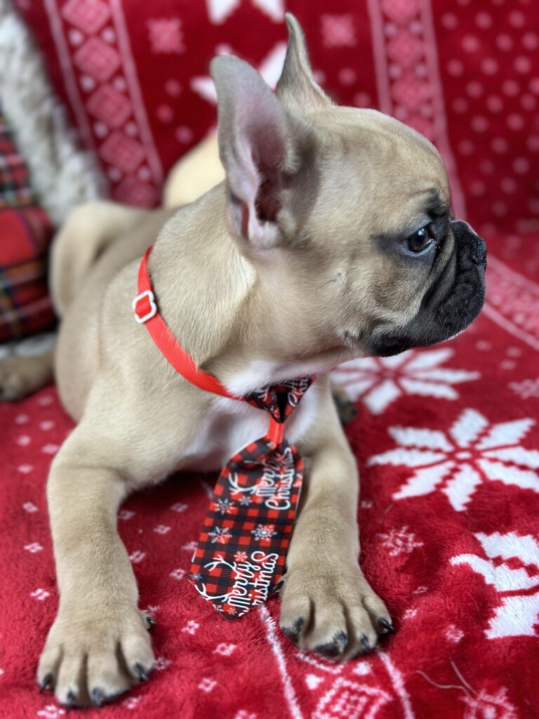 Diesel | Fawn French Bulldog Male | The Loving-One