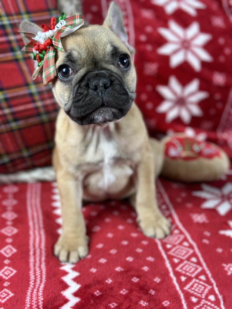 Dolly | Fawn French Bulldog Female | The Loving-One