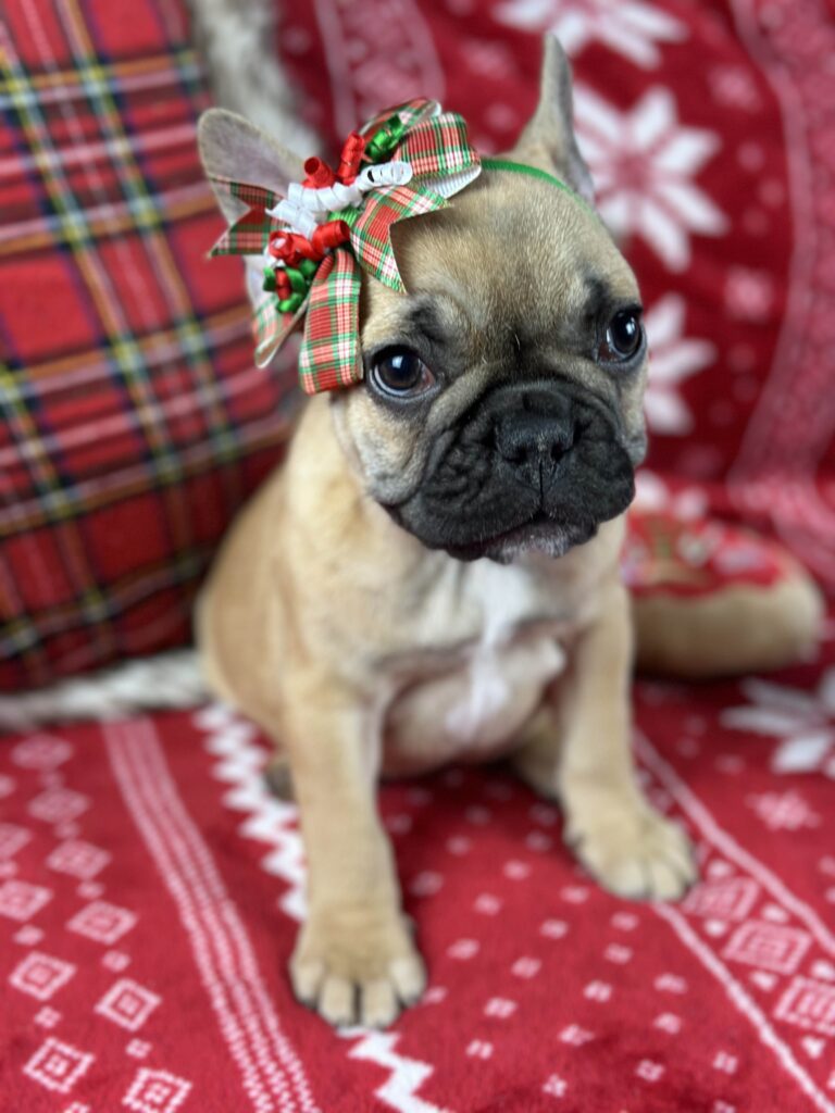 Dolly | Fawn French Bulldog Female | The Loving-One