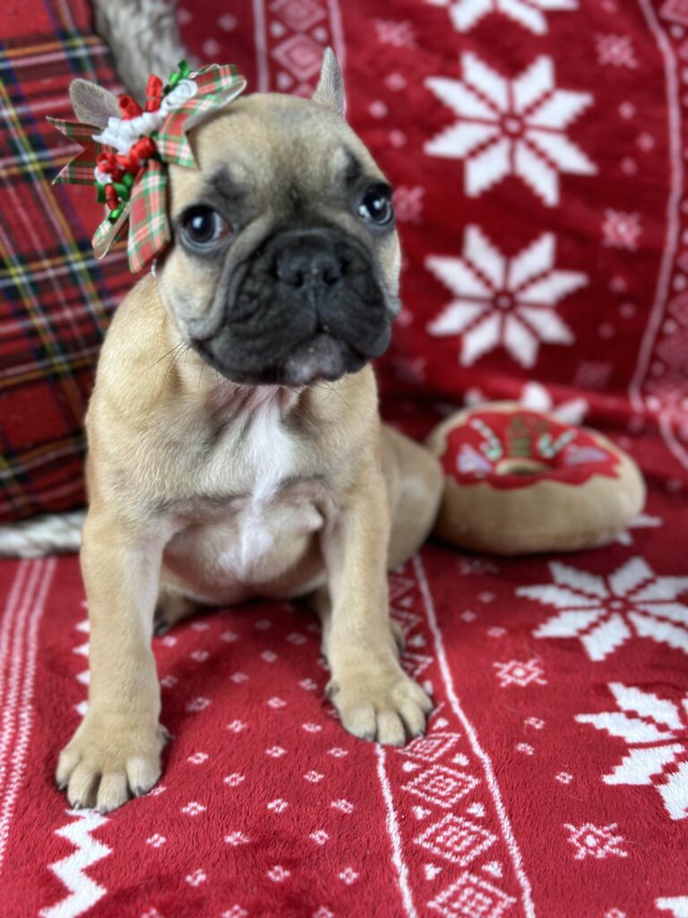 Dolly | Fawn French Bulldog Female | The Loving-One