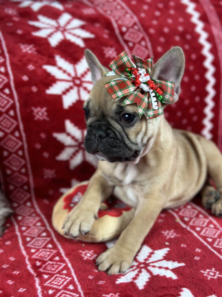 Dolly | Fawn French Bulldog Female | The Loving-One