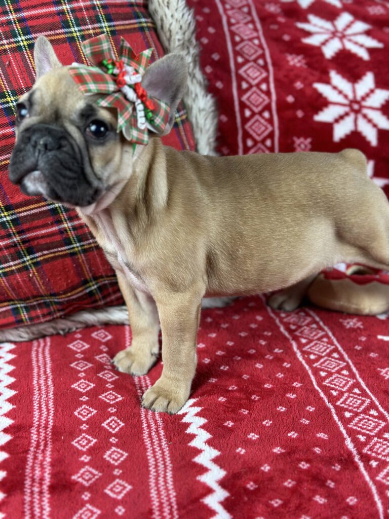 Dolly | Fawn French Bulldog Female | The Loving-One