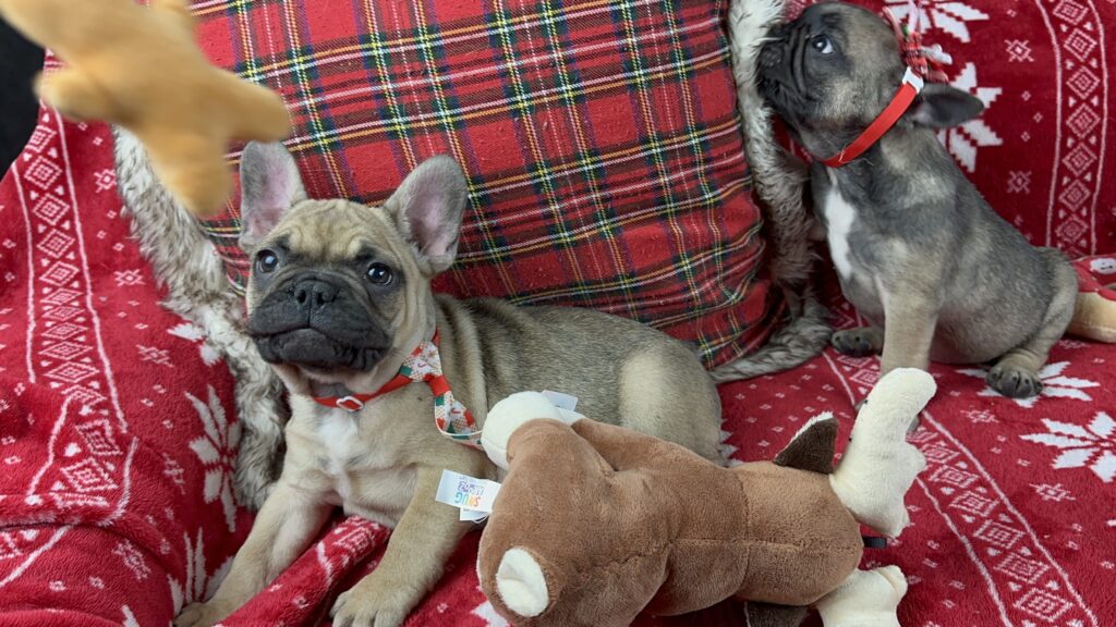 Camo | Sable French Bulldog Male | The Cute-One