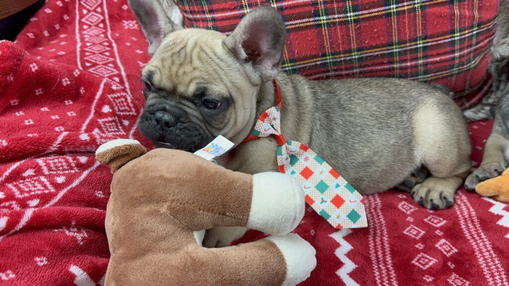 Camo | Sable French Bulldog Male | The Cute-One