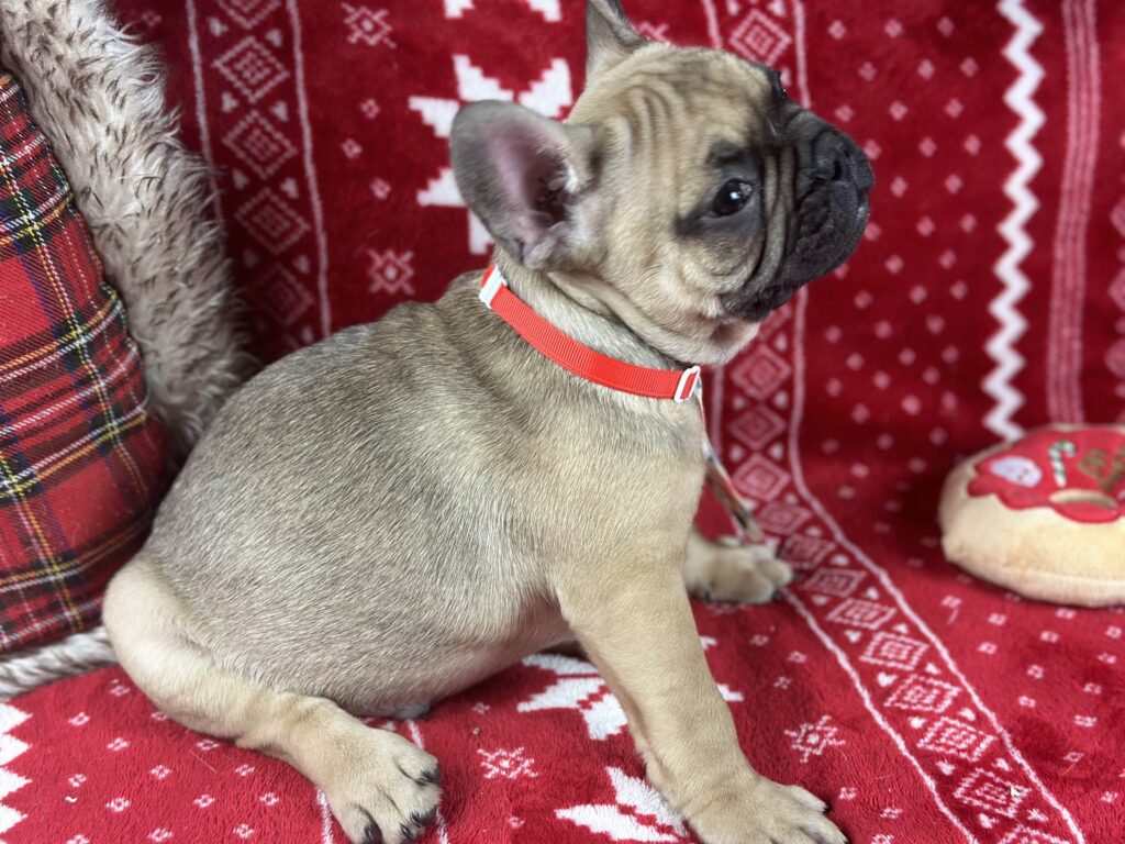 Camo | Sable French Bulldog Male | The Cute-One