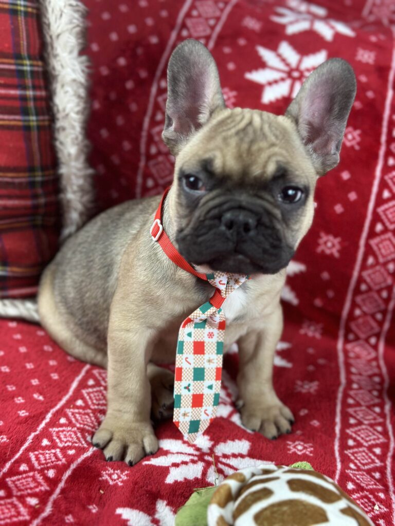 Camo | Sable French Bulldog Male | The Cute-One