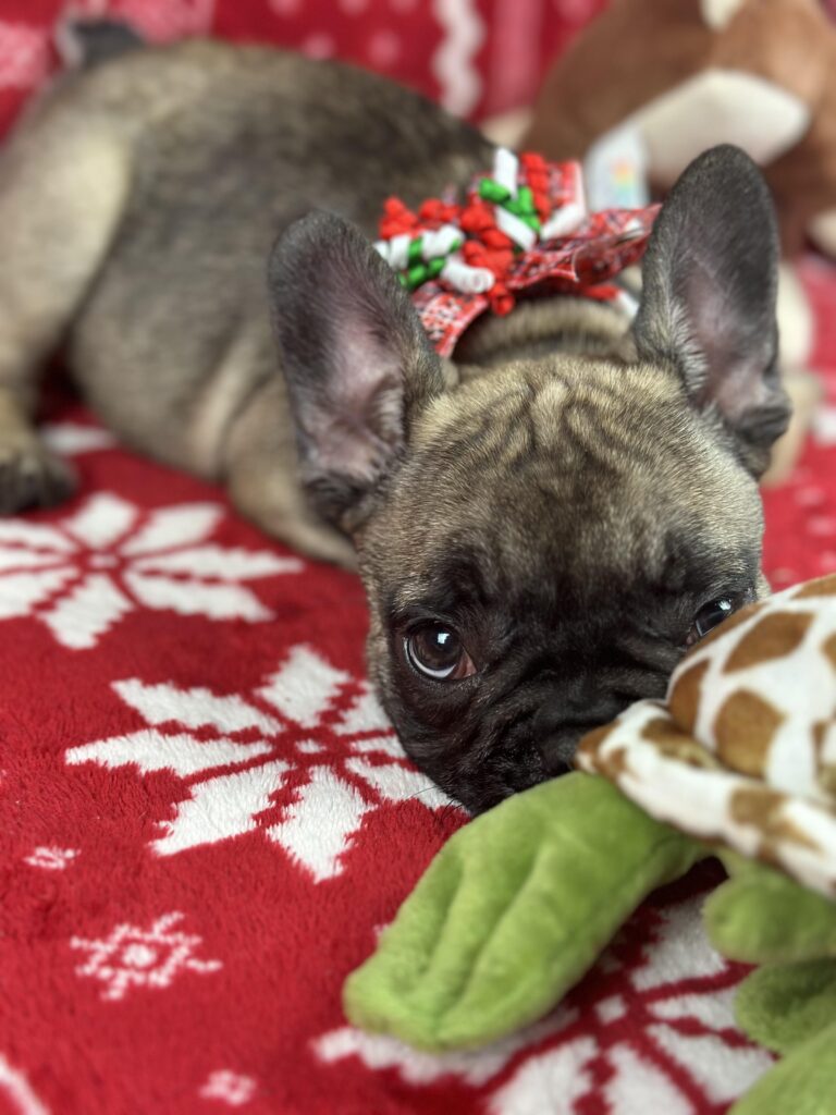 Cora | Sable French Bulldog Female | The Fun-Loving One