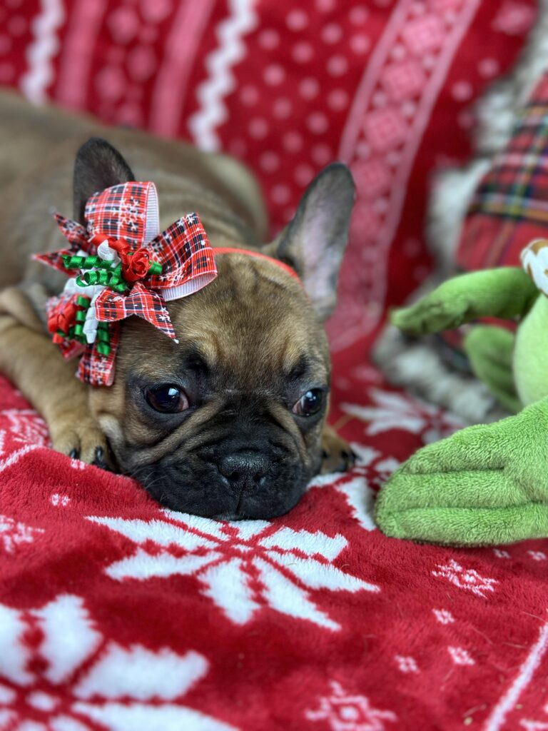 Charming | Red Sable French Bulldog Female | The Fun-Loving One