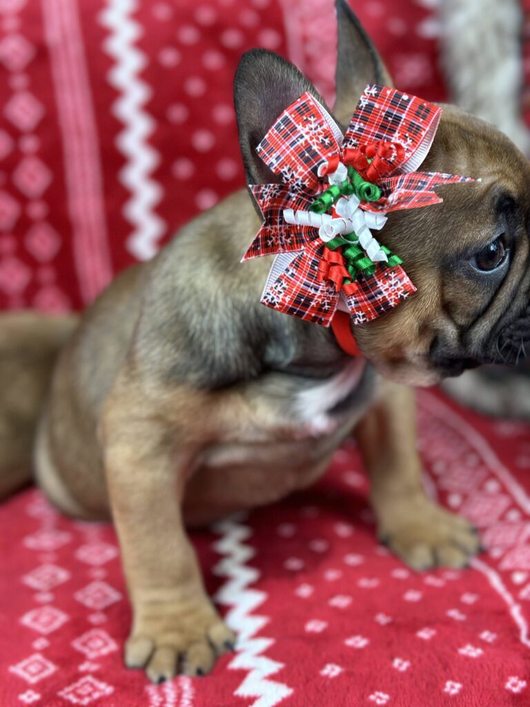 Charming | Red Sable French Bulldog Female | The Fun-Loving One
