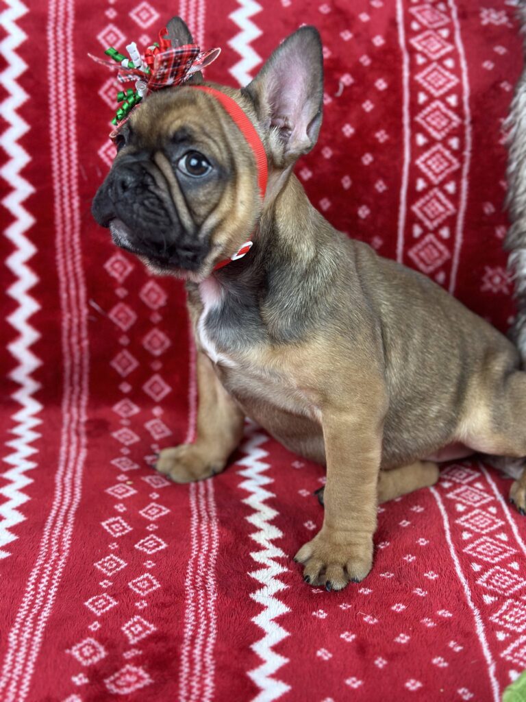Charming | Red Sable French Bulldog Female | The Fun-Loving One