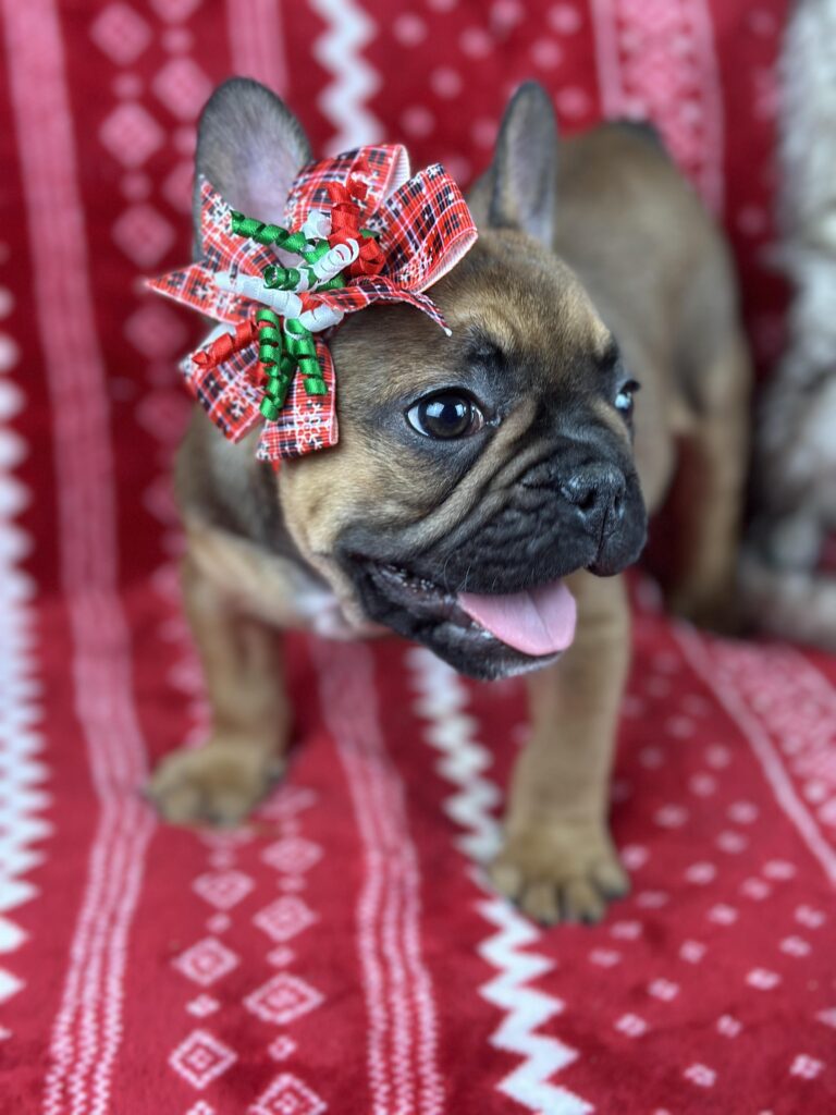 Charming | Red Sable French Bulldog Female | The Fun-Loving One