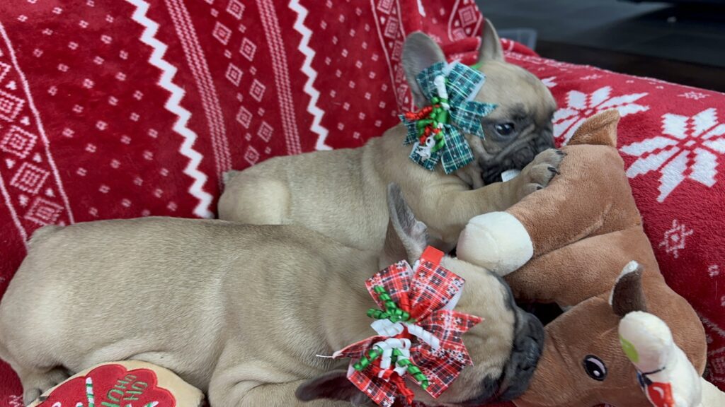 Cibil | Fawn French Bulldog Female | Available Nov 20th, 2023​