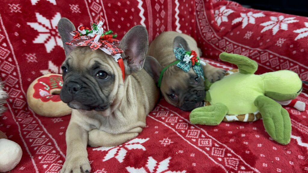Caroline | Sable French Bulldog Female | The Fun-Loving One