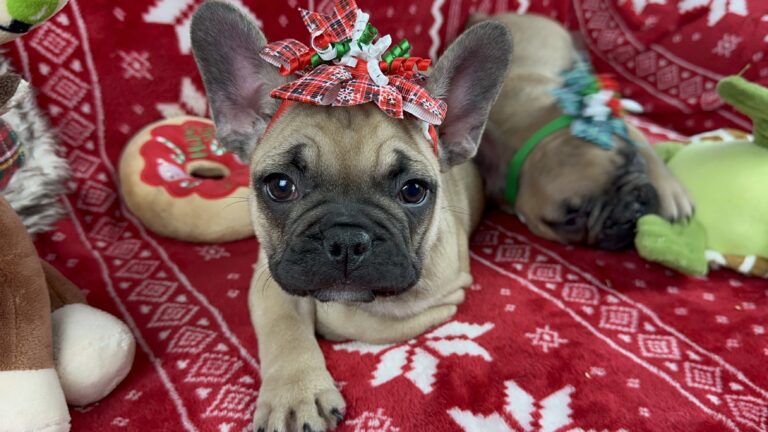 Caroline | Sable French Bulldog Female | The Fun-Loving One
