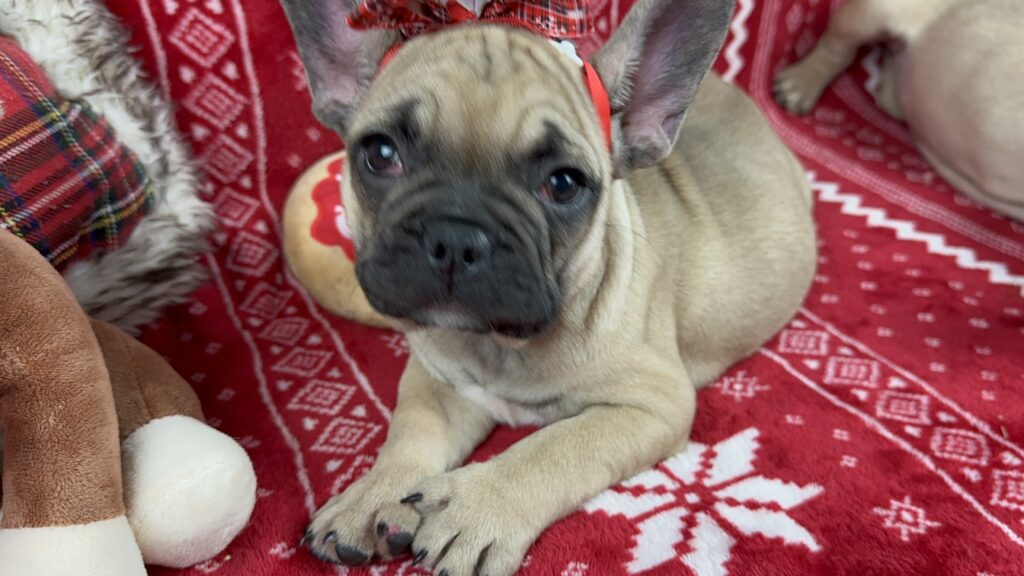Caroline | Sable French Bulldog Female | The Fun-Loving One