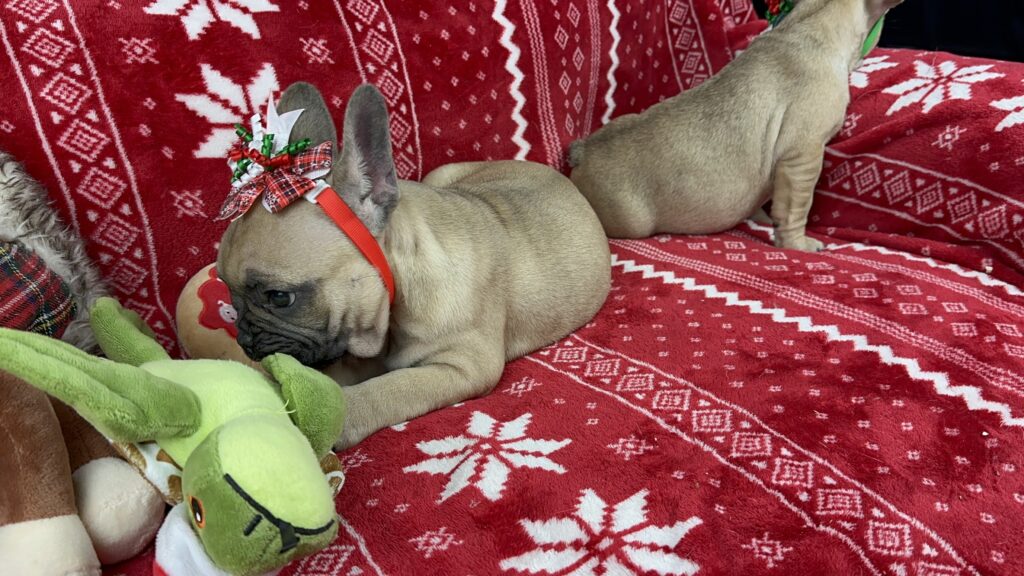 Caroline | Sable French Bulldog Female | The Fun-Loving One