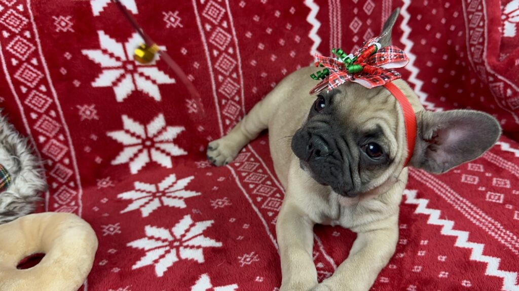 Caroline | Sable French Bulldog Female | The Fun-Loving One