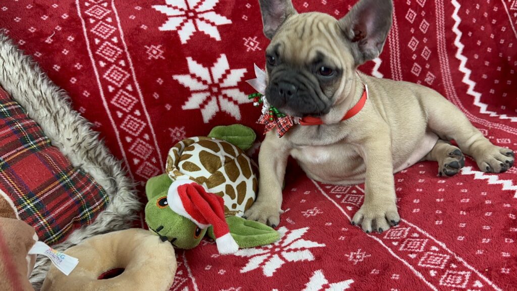 Caroline | Sable French Bulldog Female | The Fun-Loving One