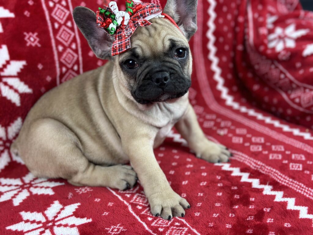 Caroline | Sable French Bulldog Female | The Fun-Loving One