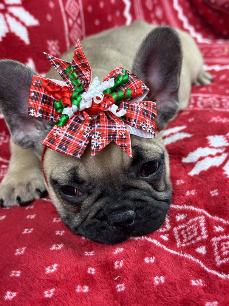 Caroline | Sable French Bulldog Female | The Fun-Loving One