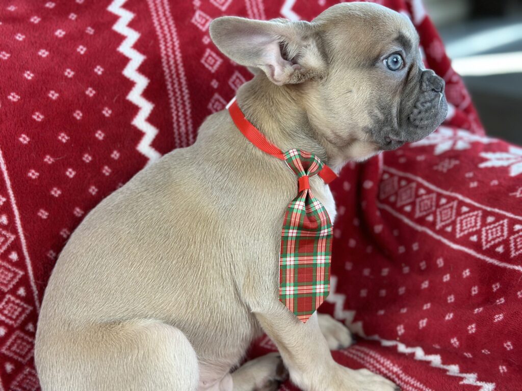 Izzy | Lilac Fawn French Bulldog Male | The Joyful