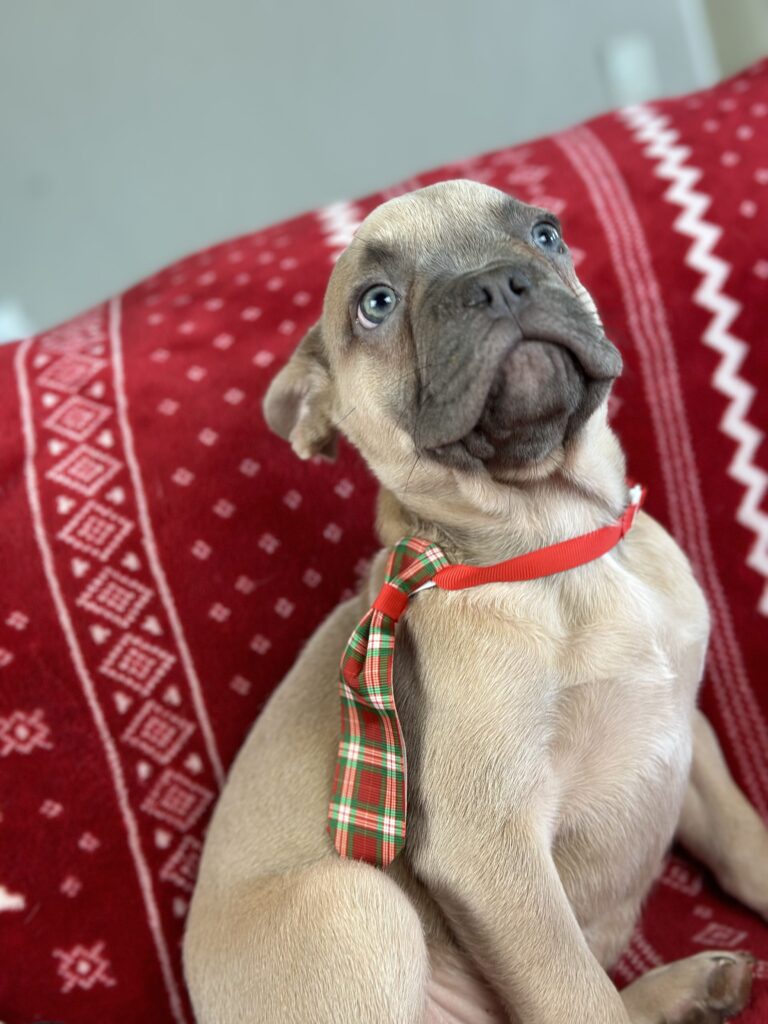 Izzy | Lilac Fawn French Bulldog Male | The Joyful
