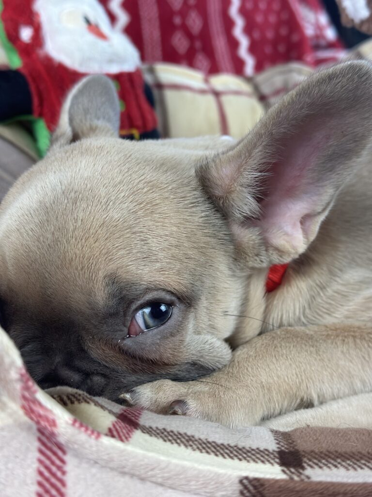 Izzy | Lilac Fawn French Bulldog Male | The Joyful