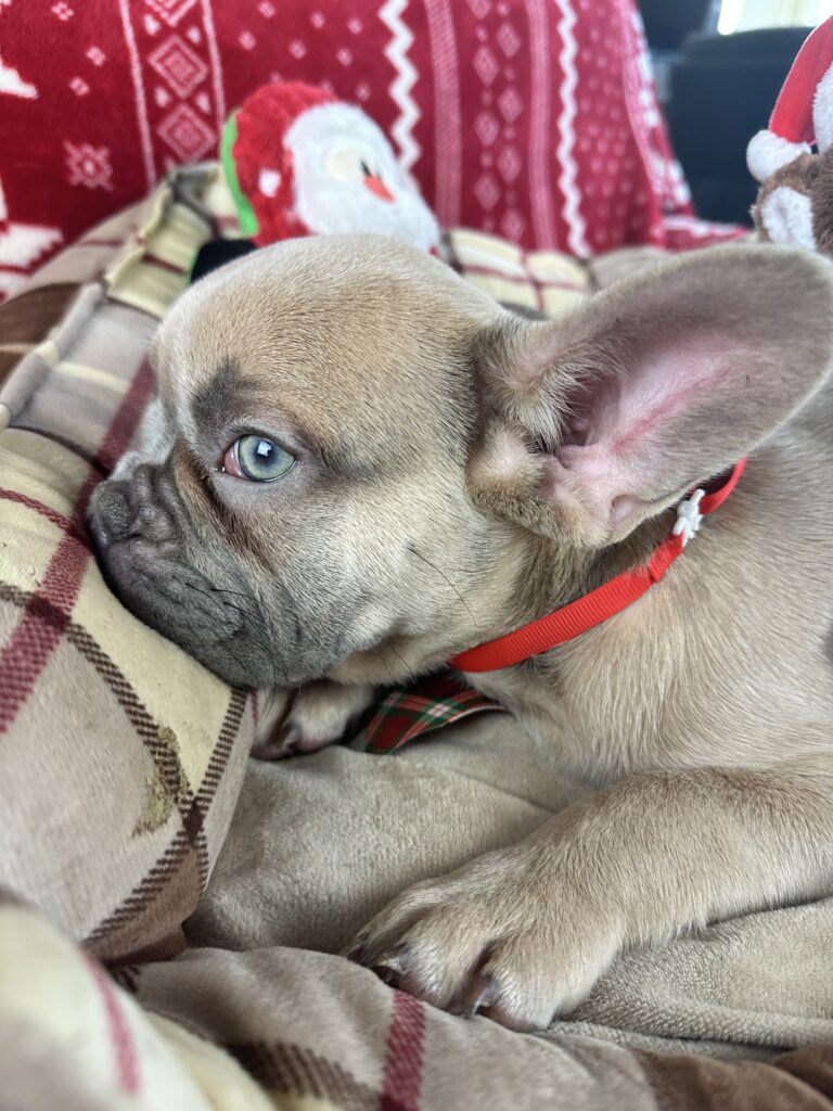 Izzy | Lilac Fawn French Bulldog Male | The Joyful