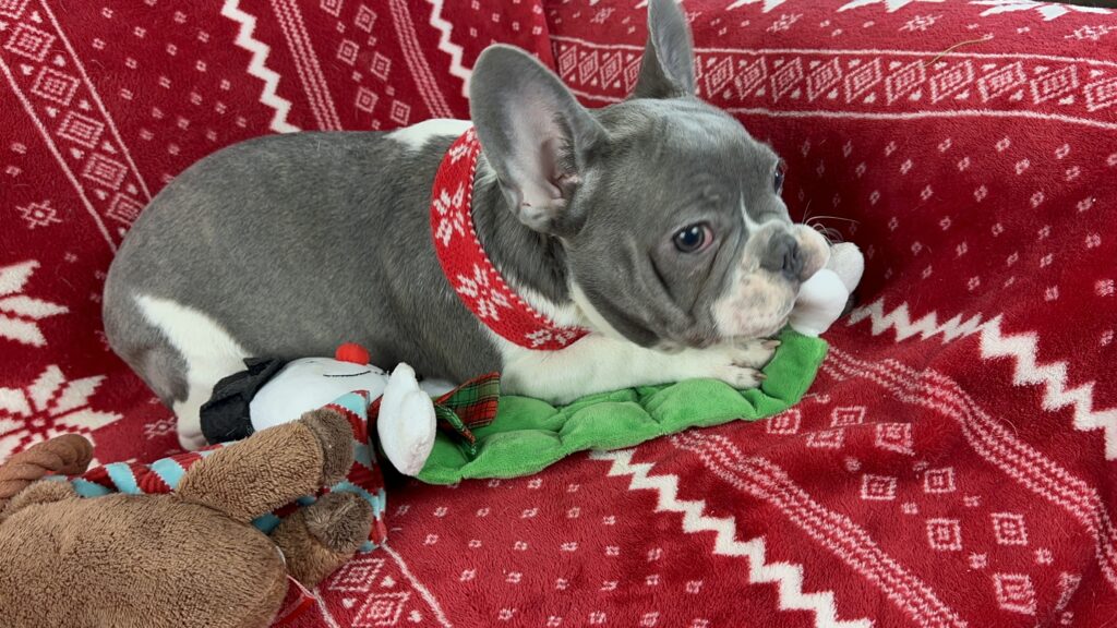 Waldo | Blue Pied French Bulldog Male | The Charming Guy
