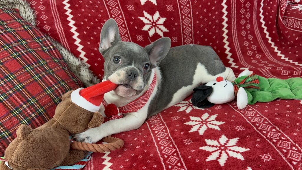 Waldo | Blue Pied French Bulldog Male | The Charming Guy
