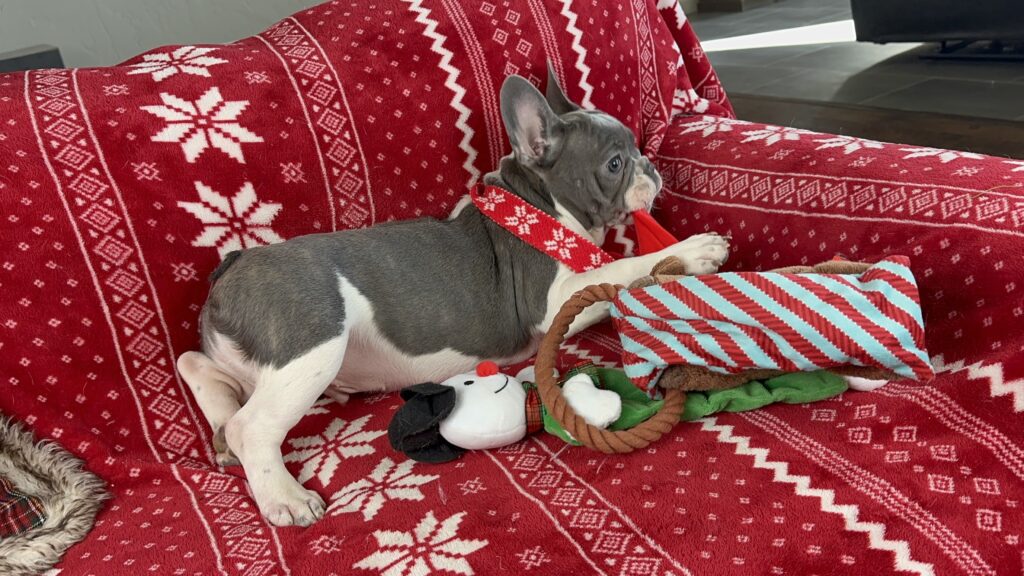 Waldo | Blue Pied French Bulldog Male | The Charming Guy