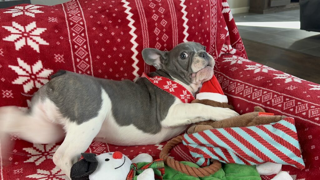 Waldo | Blue Pied French Bulldog Male | The Charming Guy