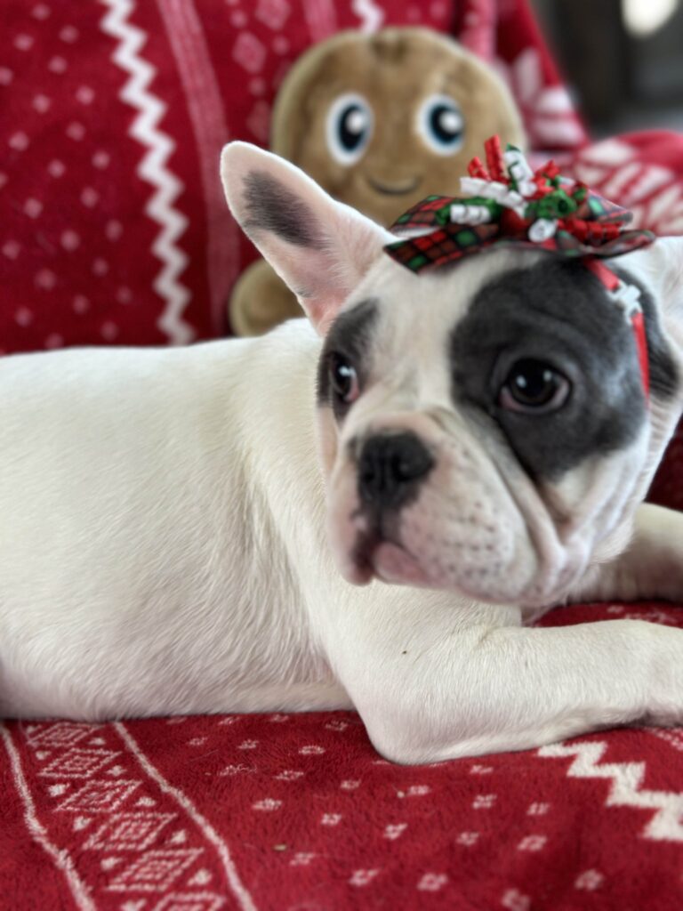 Willow | Blue Pied French Bulldog Female | Born July 27th, 2023