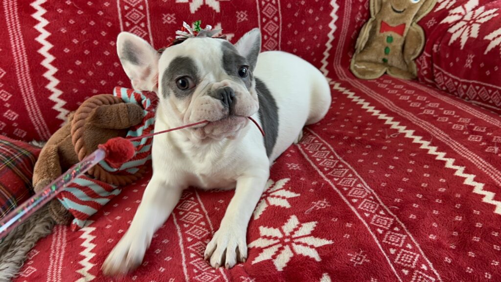 Willow | Blue Pied French Bulldog Female | Born July 27th, 2023