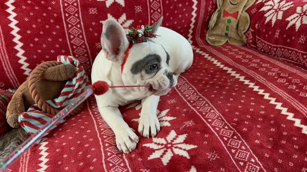 Willow | Blue Pied French Bulldog Female | Born July 27th, 2023