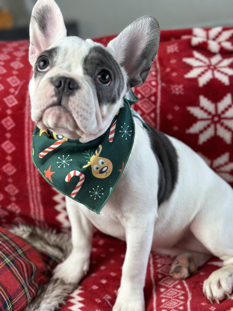 Willow | Blue Pied French Bulldog Female | Born July 27th, 2023